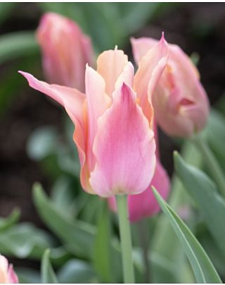 Tulip Marianne Bulbs
