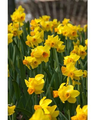 Narcissus Bittern Bulbs