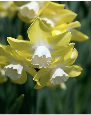 Narcissus Verdin 