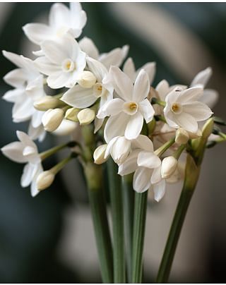 Indoor Flowering Narcissus Paperwhite Ziva (Christmas Flowering) Bulbs