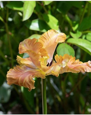 Tulip Vovos