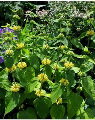 Phlomis Russeliana  from Peter Nyssen flower bulbs and plants