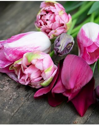 Holland Chic Tulip Collection