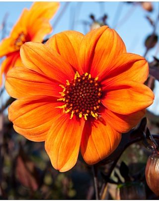 Dahlia Catherine Deneuve ®