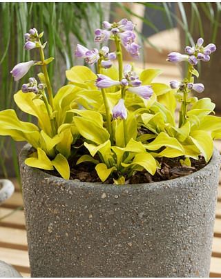 Hosta Sun Mouse 
