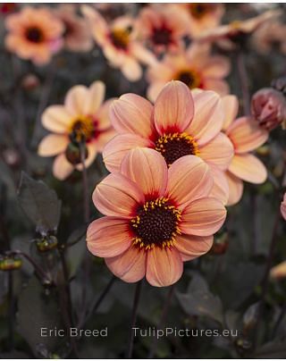 Dahlia HS Kiss ®