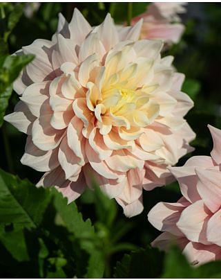 Dahlia Breakout Bulbs