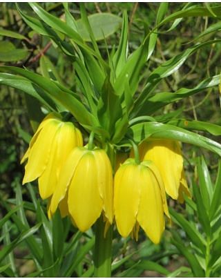 Fritillaria Crown Imperialis Lutea Bulbs