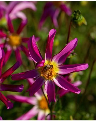 Dahlia Honka Pink