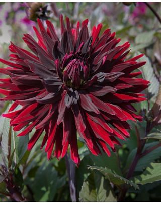Dahlia Black Jack Bulbs
