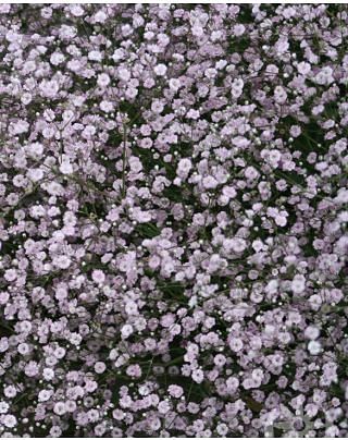 Gypsophila Flamingo