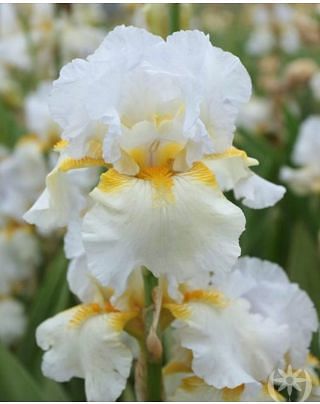 Iris Germanica Arctic Sunrise 