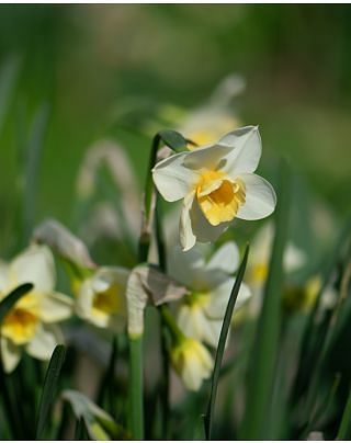 Narcissus Sweet Love Bulbs