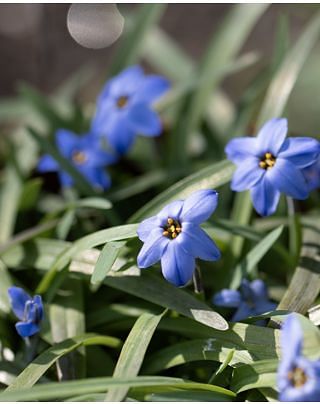 Ipheion Jessie Bulbs