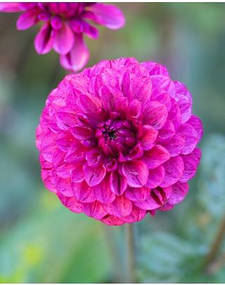 Dahlia Buran