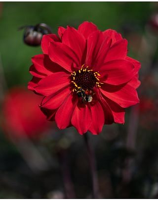 Dahlia Bishop of LLandaff ®