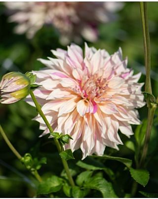 Dahlia Cafe au Lait Twist