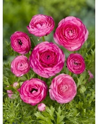Ranunculus Aviv Pink Bulbs
