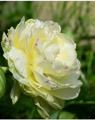 Tulip Danceline