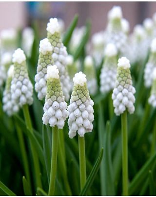 Muscari Armeniacum Siberian Tiger Bulbs