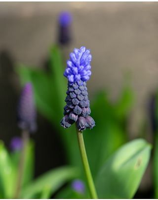 Muscari Latifolium