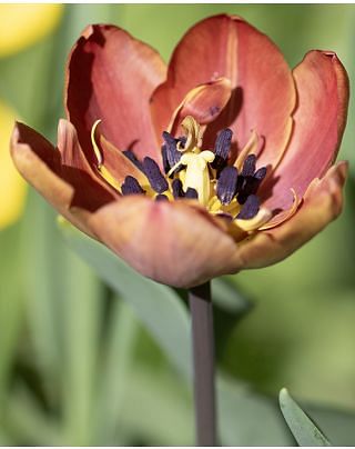 Tulip Ridgedale Bulbs