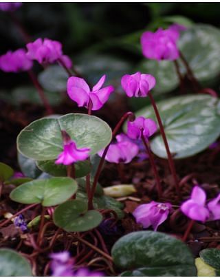 Cyclamen Coum