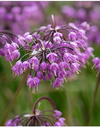 Allium Cernuum Bulbs