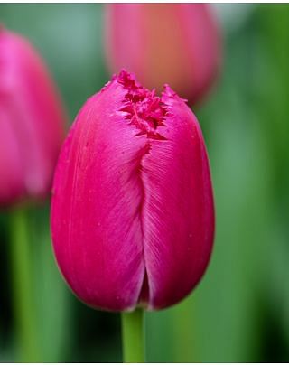 Tulip Burgundy Lace
