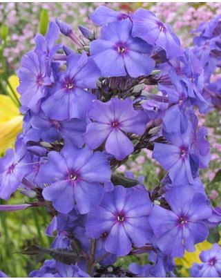Phlox Blue Paradise