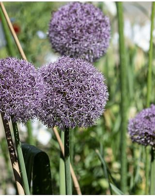 Allium Party Balloons Bulbs