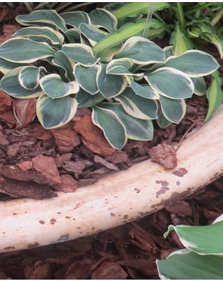 Hosta Funny Mouse 