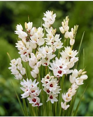 Ixia Giant Bulbs