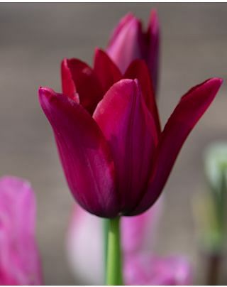Tulip Merlot