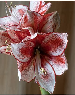 Amaryllis Stardust