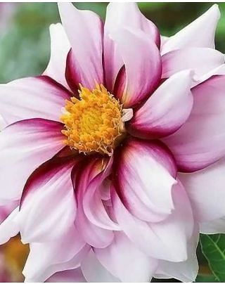 Dahlia Edge of Joy Bulbs
