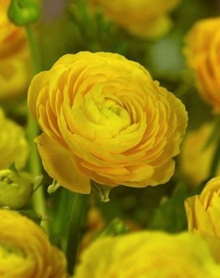 Ranunculus Aviv Dark Yellow