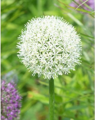Allium Mount Everest
