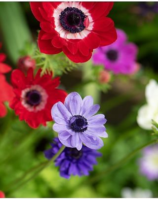 Anemone St Brigid Bulbs