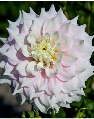 Dahlia Gitt's Perfection 