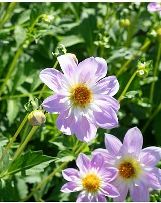 Dahlia Teesbrooke Audrey Tubers