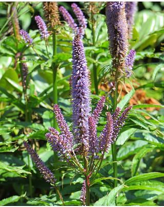 Veronicastrum virginicum Cupid