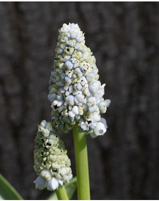 Muscari Nature's Beauty Bulbs