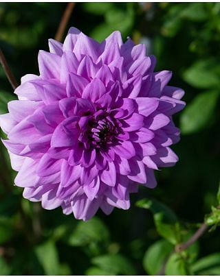 Dahlia Blue Boy Tubers
