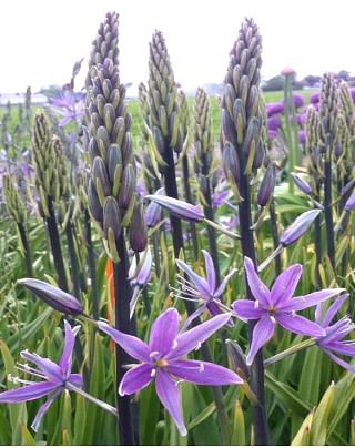 Camassia Leichtlinii Violet Candle Bulbs