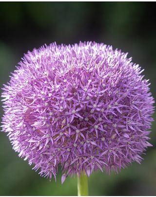 Allium Pinball Wizard