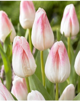 Tulipa Kyoto Takahashi