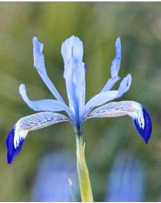 Iris Reticulata Clairette Bulbs