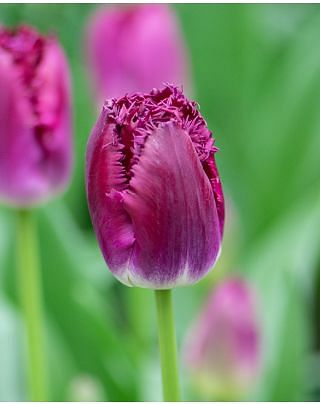 Tulip Purple Crystal Bulbs
