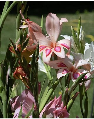 Gladiolus Nanus Mixed